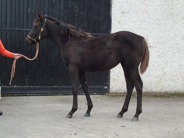 Splish Splash third in Listed Race at Newmarket on 31st October 2025