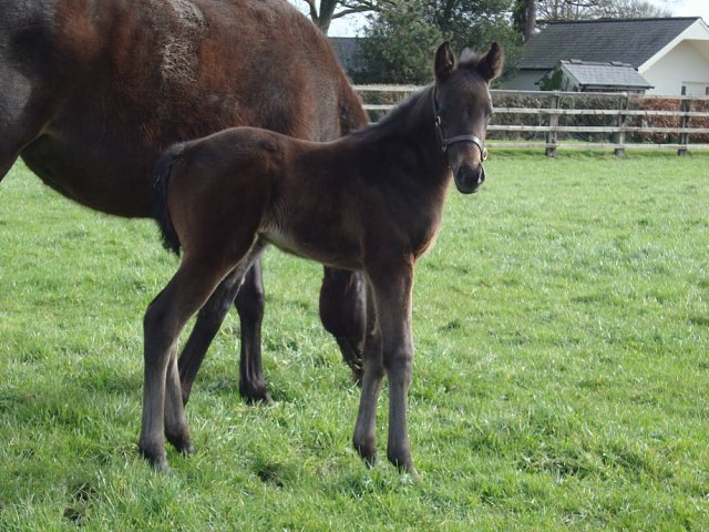 Splish Splash third in Listed Race at Newmarket on 31st October 2025