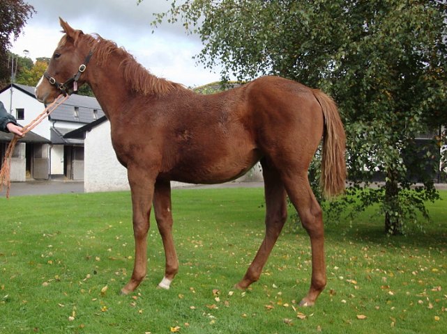 Staccato wins at Maisons-Laffitte on 25th September 2019