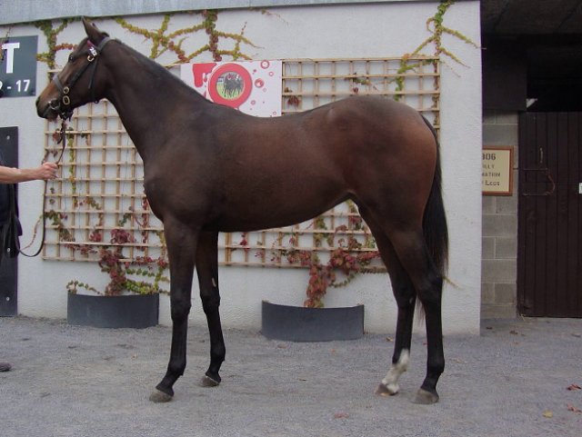 St Clerans wins at Ballinrobe on 19th July 2021