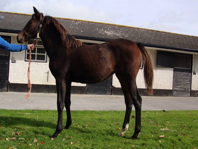 St Clerans wins at Ballinrobe on 19th July 2021