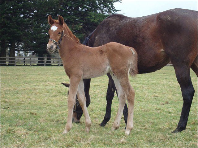 Steeler third in Royal Hunt Cup