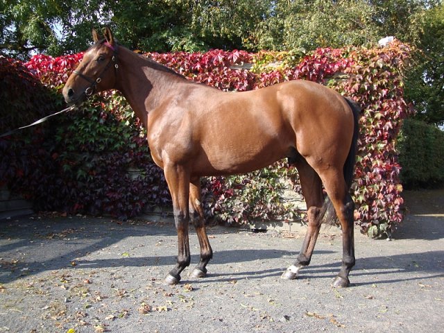 Summerghand third at Thirsk on 3rd July 2024