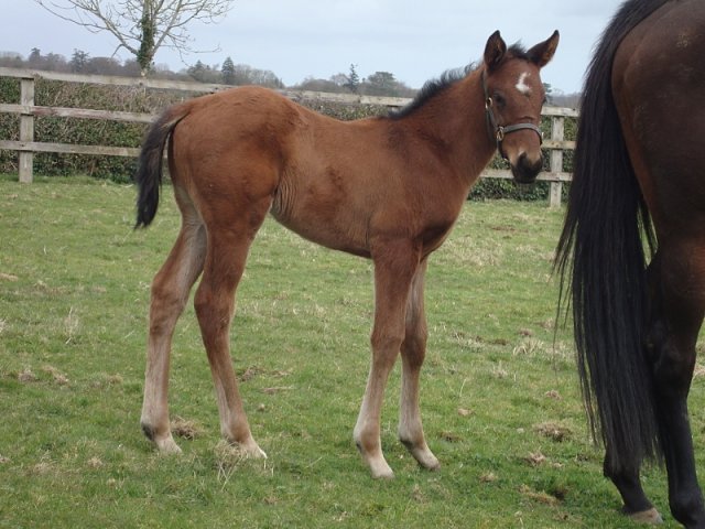 Summerghand second at Ascot on 1st October 2022