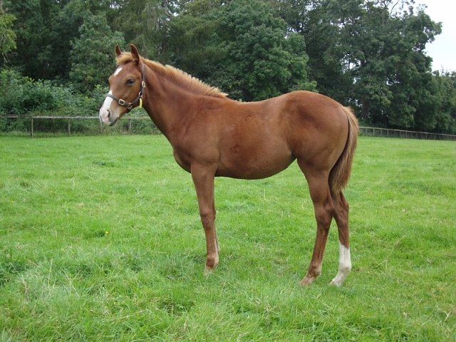 Sunray second at Lyon La Soie on 24th January 2024