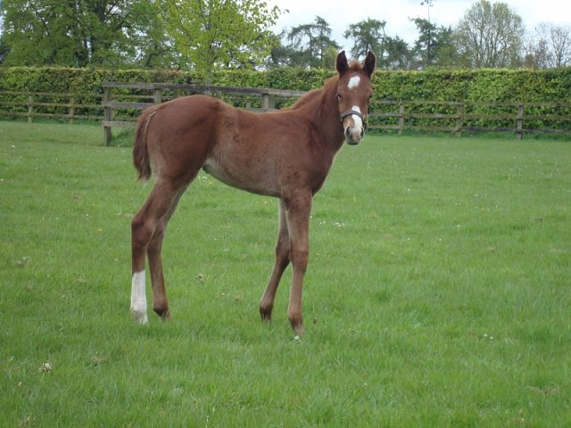 Sunray second at Lyon La Soie on 24th January 2024