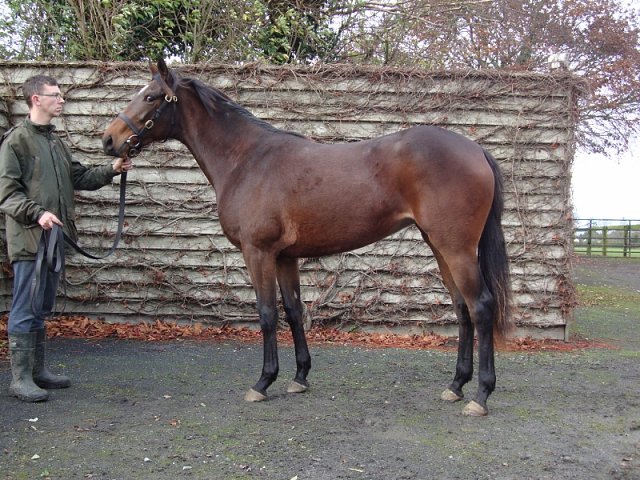 Switchel third at Southwell on 19th December 2024