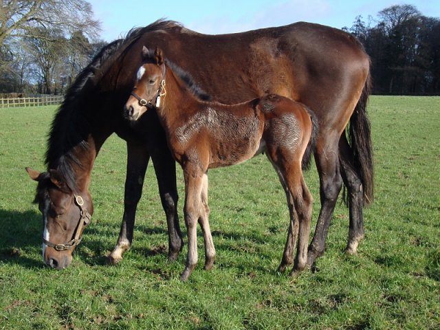 Switchel wins at Chelmsford on 7th November 2024