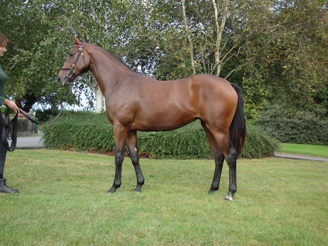 Talia third at Naas on 8th July 2023