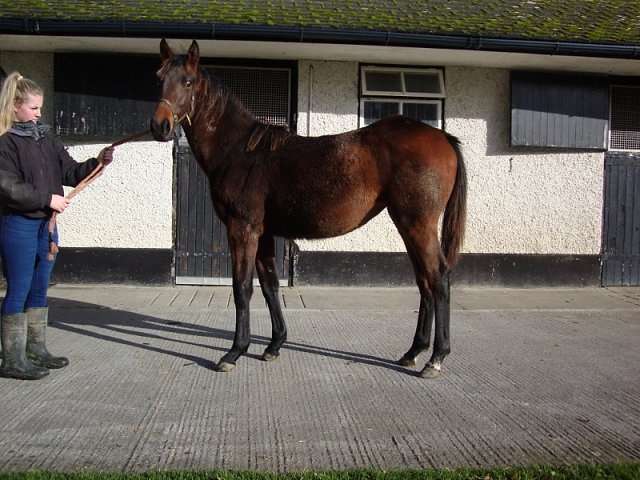Talia third at Naas on 8th July 2023