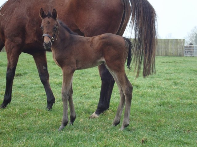 Talia second at Dundalk on 13th October 2023