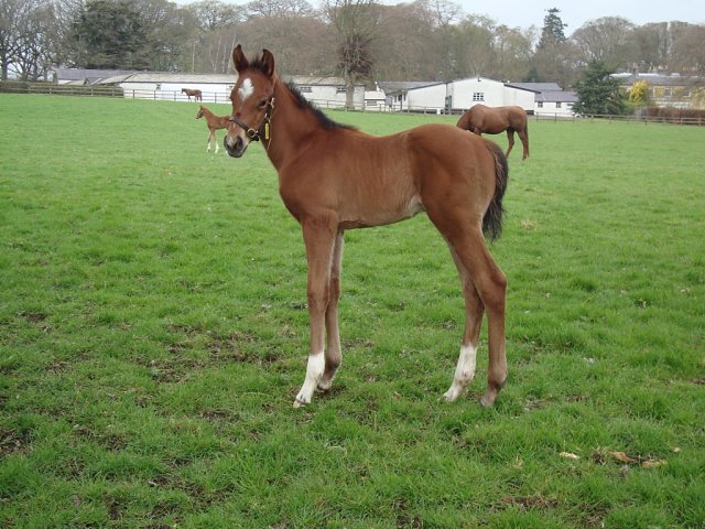 Tam Lin third at Lingfield on 10th February 2026