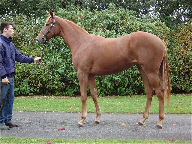 Tanzspiel wins Maiden Special Weight at Woodbine, Canada