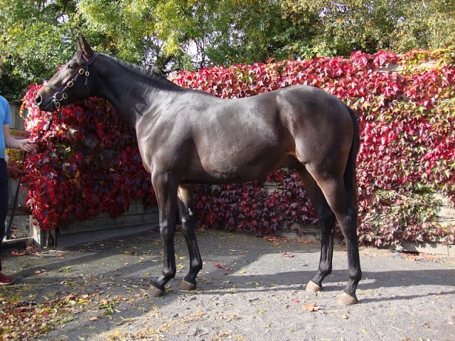 Temple Church third on racecourse debut