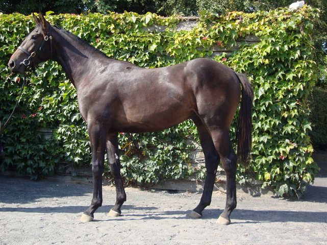 Temple Church third on racecourse debut