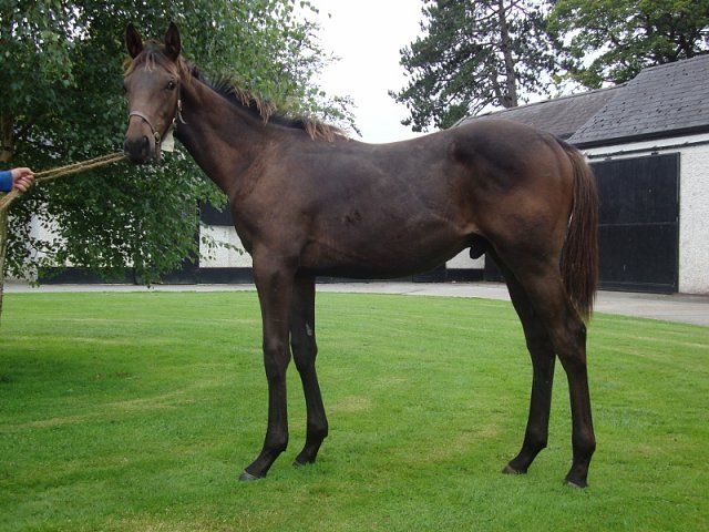 Temple Church third on racecourse debut