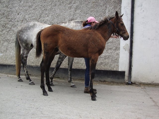 Temple Church third on racecourse debut