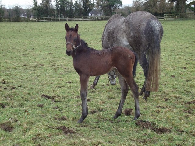 Temple Church third on racecourse debut