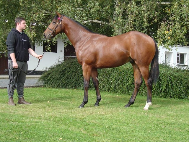 Terrano wins at Rome, Italy on 17th November 2023