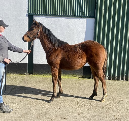 Terrano wins at Rome, Italy on 17th November 2023