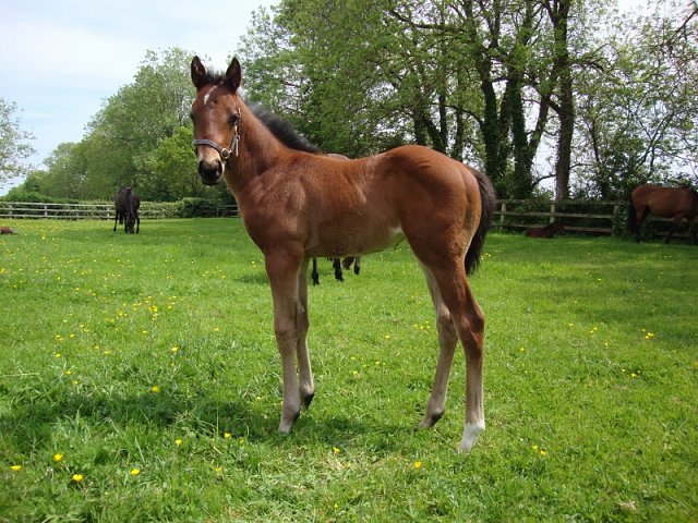 Terrano wins at Rome, Italy on 8th March 2024
