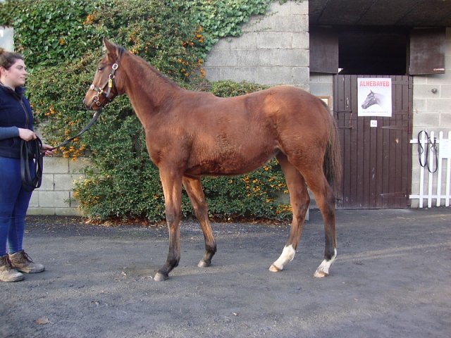 Testa wins Listed race at Parislongchamp on 3rd September 2020