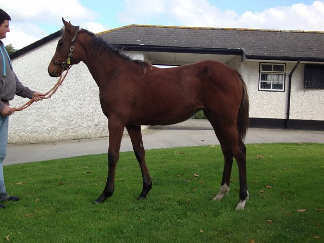Testa wins Listed race at Parislongchamp on 3rd September 2020
