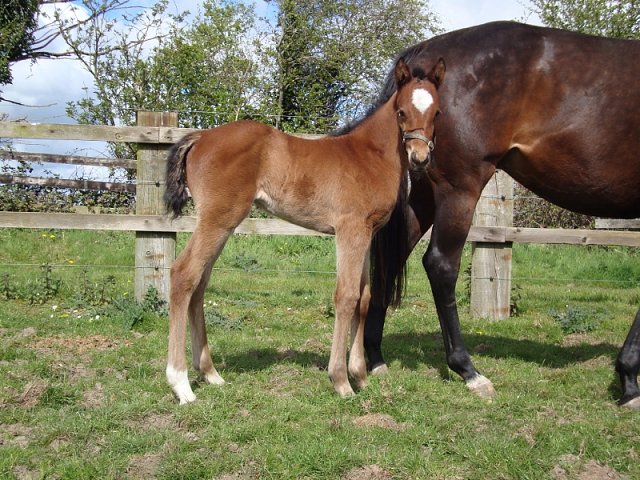 Testa third at Maisons-Laffitte on 9th May 2019
