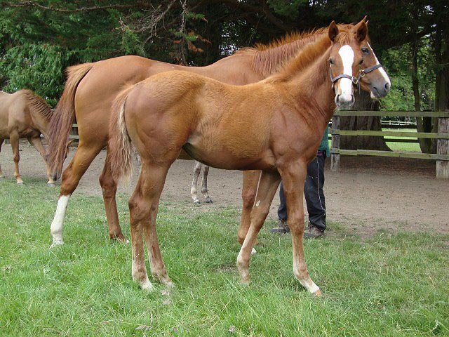 Thawaany wins Group 3 at Deauville