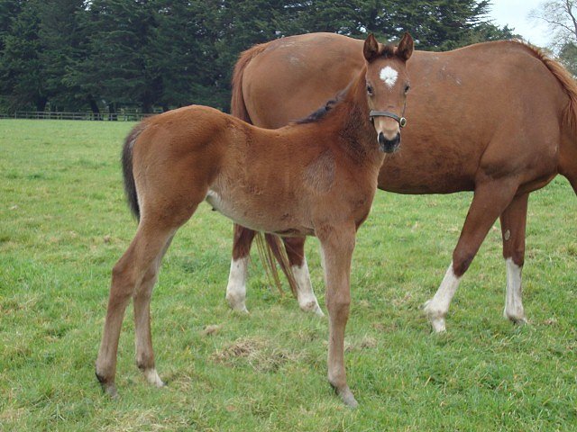 The Fairy second at Gowran Park
