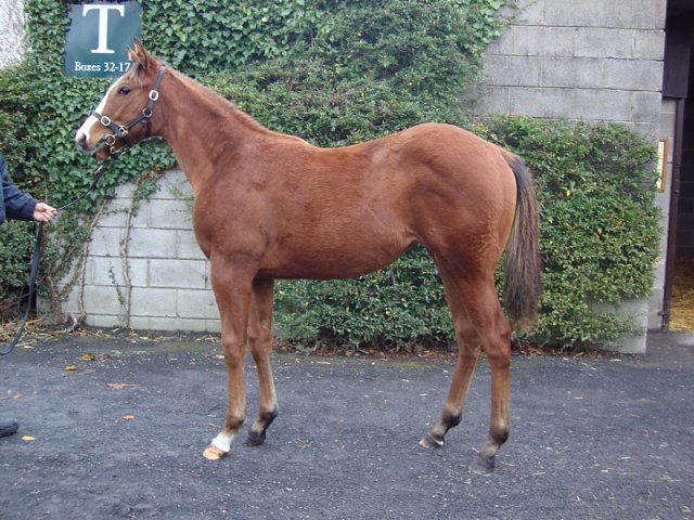The Feathered Nest third on racecourse debut