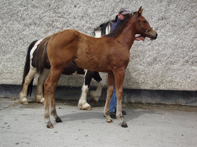 The Feathered Nest third at Pontefract