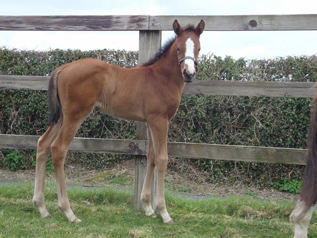 The Feathered Nest wins at Chelmsford