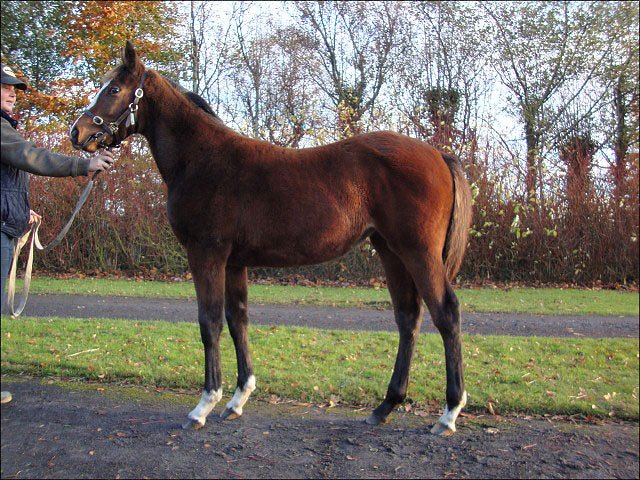 Thefiddlerofduneen third in apprentice handicap