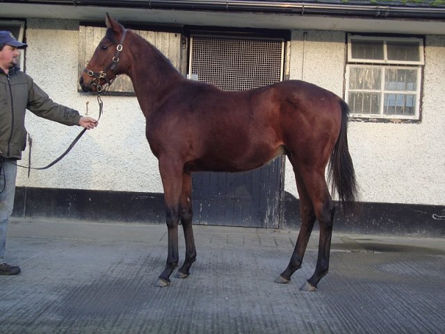 The Muffin Man third on racecourse debut at Beverley on 2nd July 2022