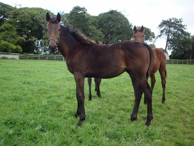 The Muffin Man third on racecourse debut at Beverley on 2nd July 2022