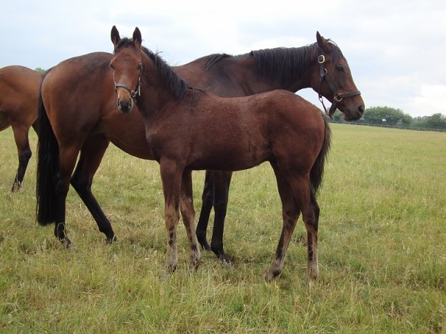 The Muffin Man third on racecourse debut at Beverley on 2nd July 2022