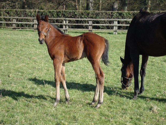 The Muffin Man third on racecourse debut at Beverley on 2nd July 2022