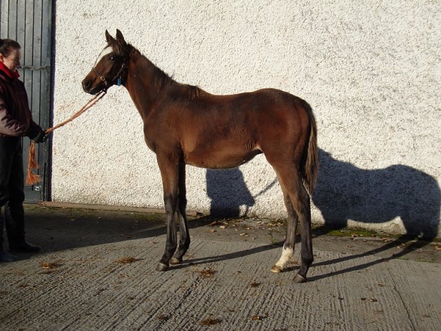Thermoscope wins at Newcastle on 21st October 2022