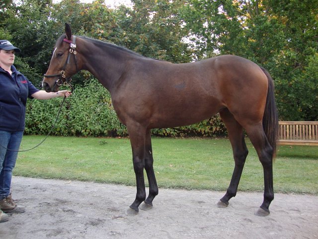 The Tulip third at Santa Anita on 8th April 2018