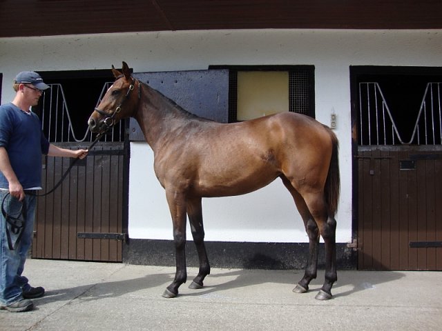 The Tulip third at Santa Anita on 8th April 2018