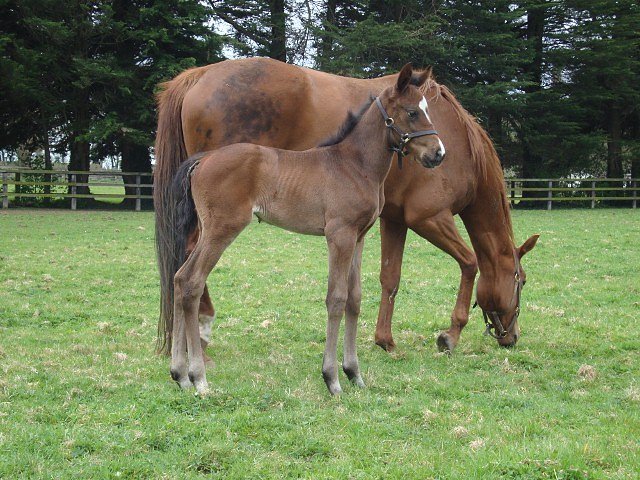 The Tulip second at Tipperary