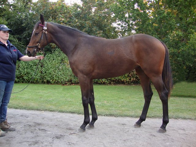 The Tulip wins at Dundalk