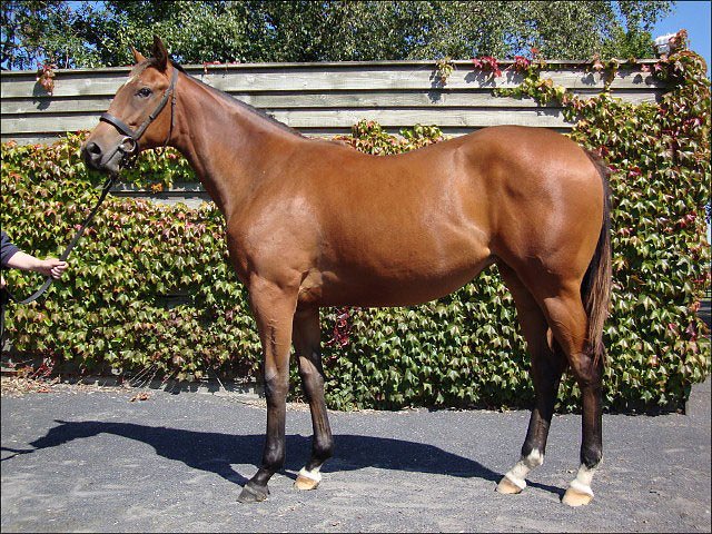 Thorntoun Lady second at Ayr