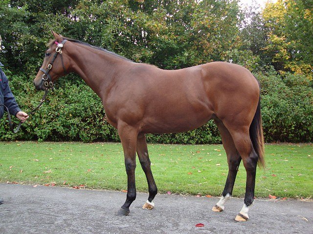 Thorntoun Lady third at Newcastle