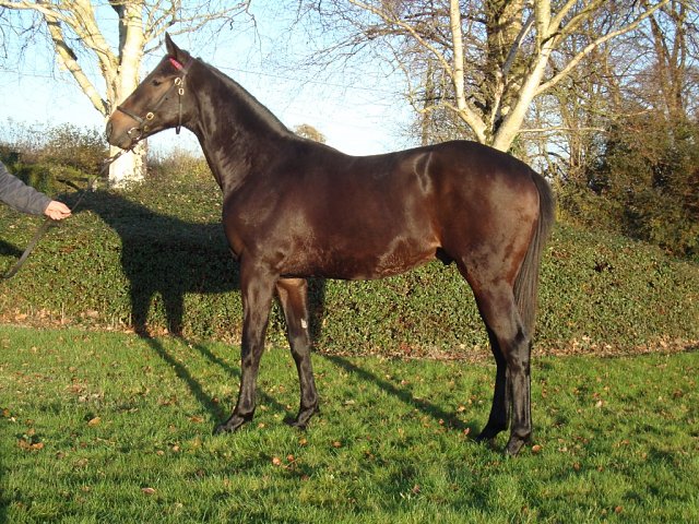 Time Thief wins at Yarmouth on racecourse debut on 5th August 2026