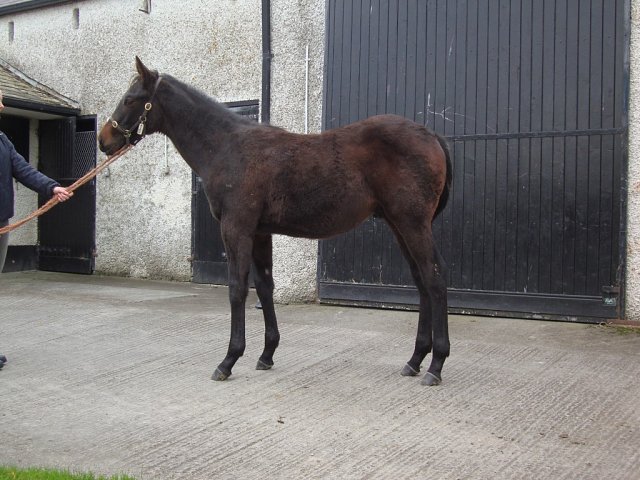 Time Thief wins at Yarmouth on racecourse debut on 5th August 2026