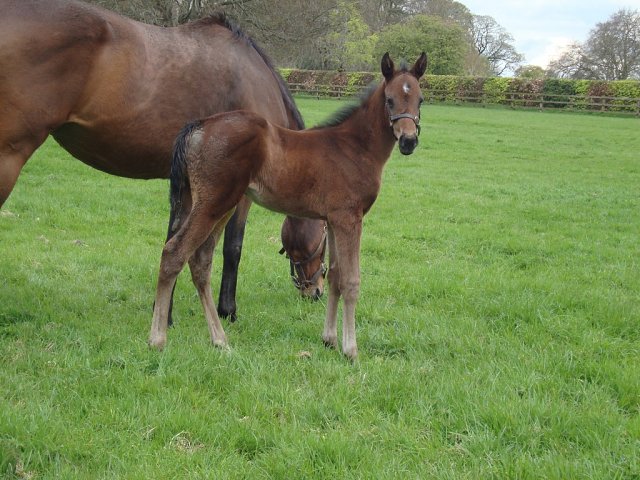Tintarella Di Luna wins in Denmark on 18th July 2026