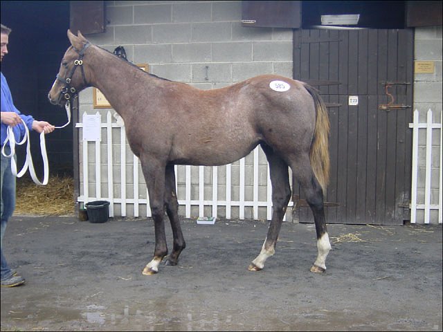 Tislaam third at Lingfield