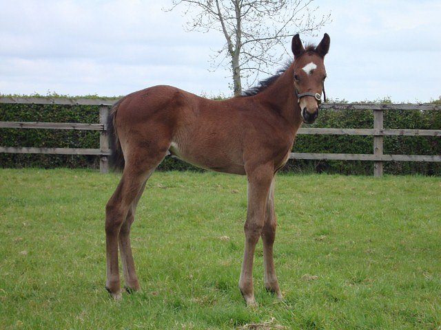 Tocororo second at Kempton